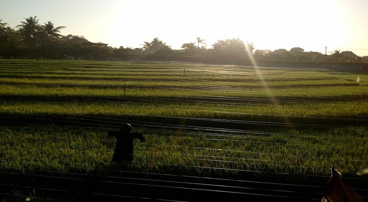 Ngeluwungan Boutique Hostel Canggu Dış mekan fotoğraf